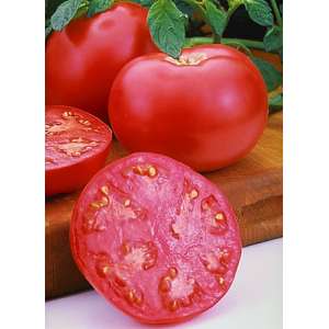 УГ (UG) B169 F1 - томат детерминантный, 1 000 семян, United Genetics фото, цена